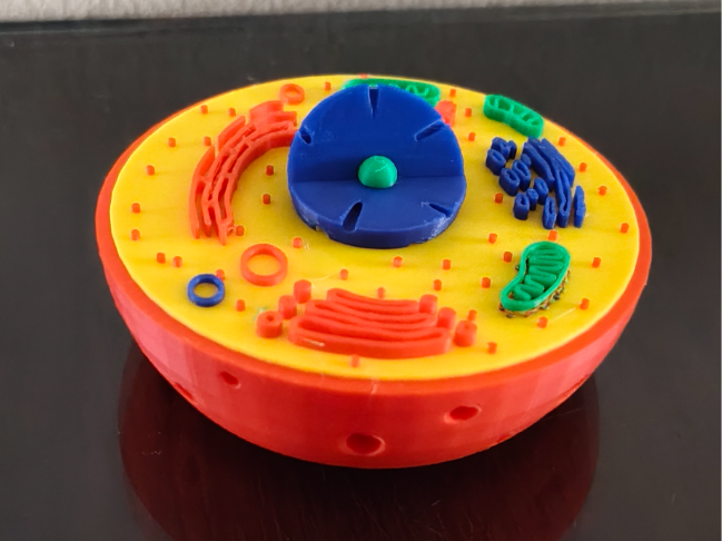 Animal Cell - Multicolor Educational Model (Remix)