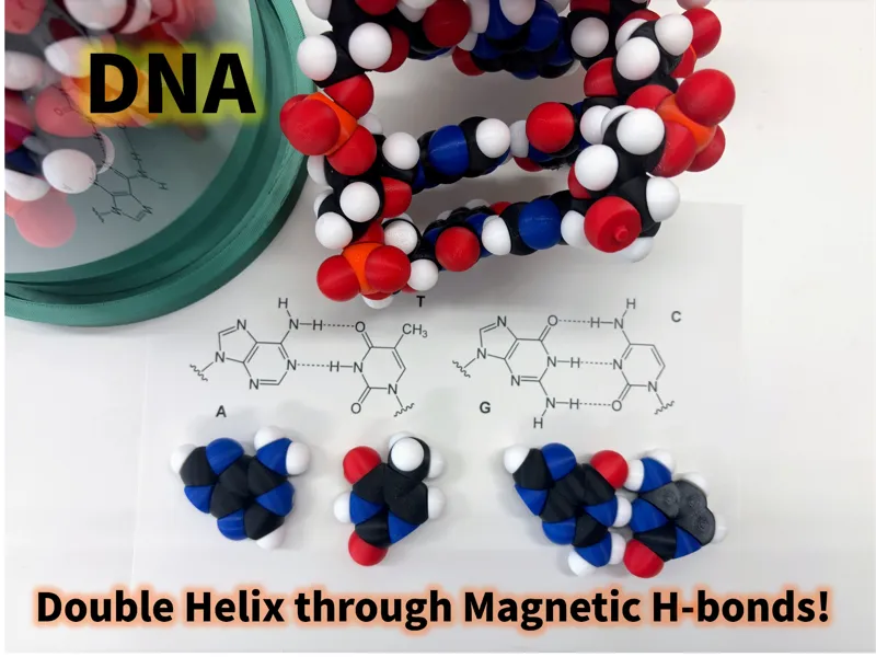Flexible DNA double helix model molfidget