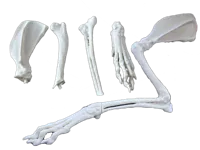 0.08mm layer, 2 walls, 10% infill