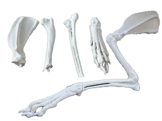 Extremidad anterior perra mestiza de Galgo