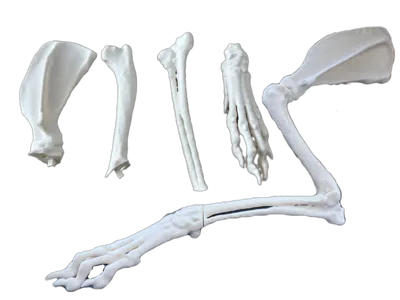Forelimb of a Greyhound mixed-breed dog