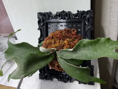 Baroque Style Picture Frame Plant Mount