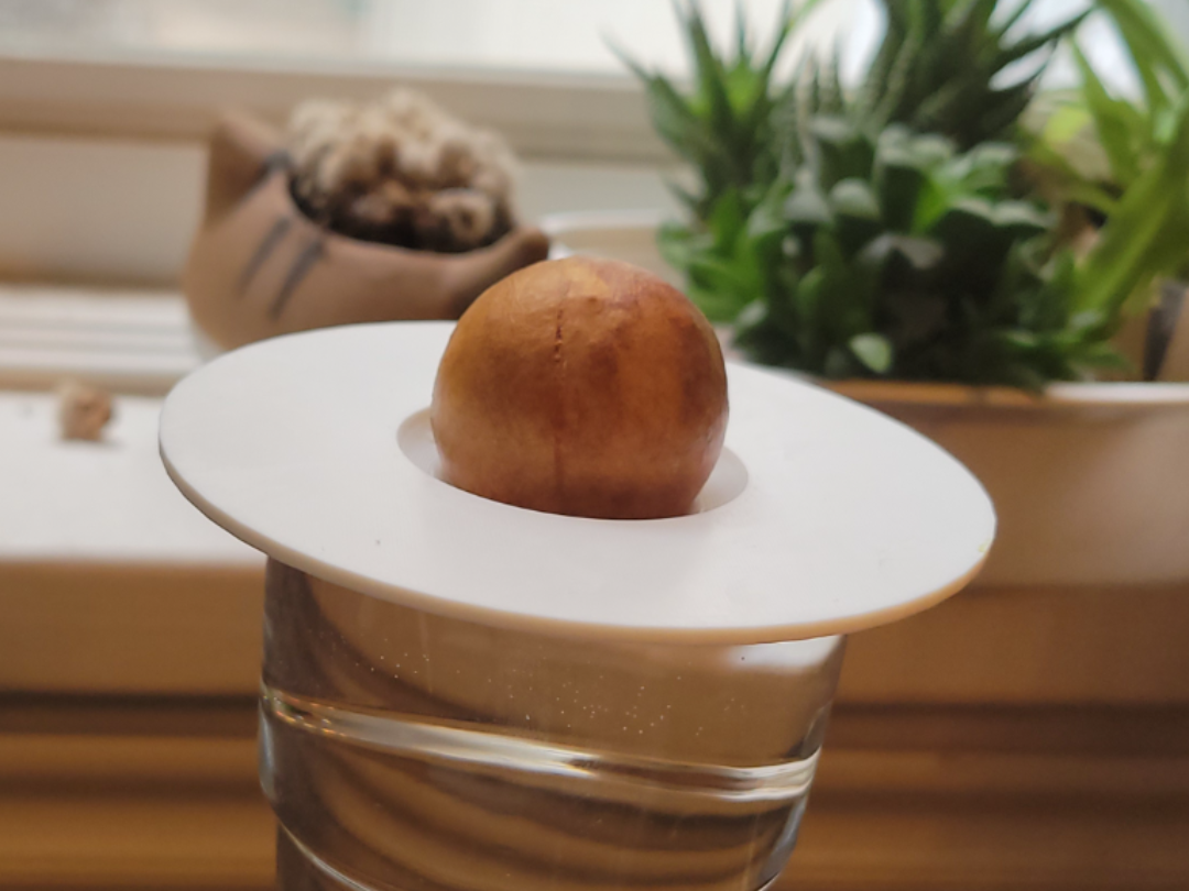 Avocado Pit Holder For Glass