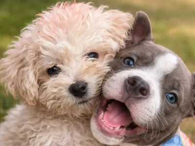 Puppy Love