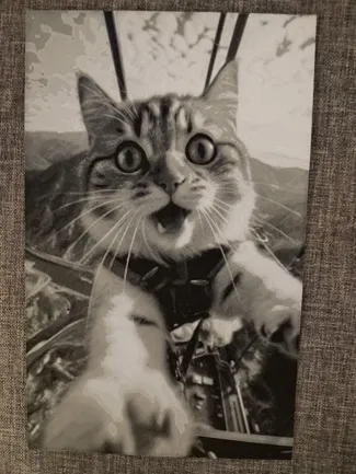 Cat skydiving selfie hueforge