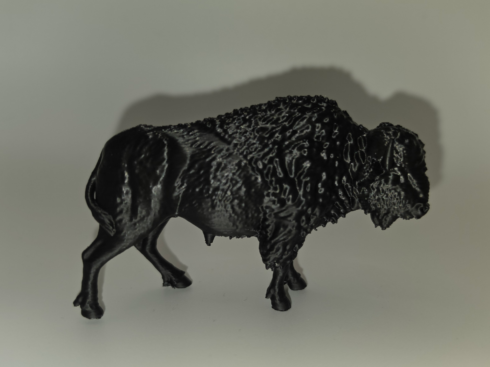 Buffalo – Strong Bison Animal Tiere aus aller Welt
