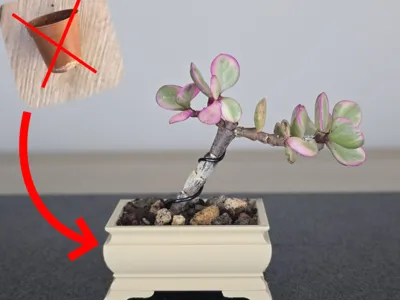 Mini Bonsai Pot for succulent plants