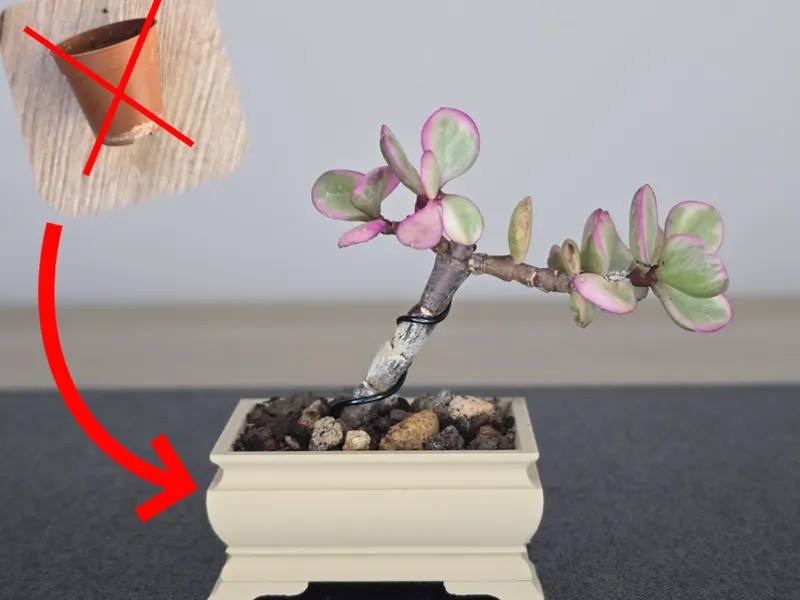 Mini Bonsai Pot for succulent plants