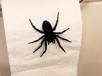 Scary spider joke