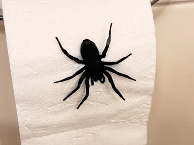 Scary spider joke