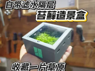桌面护眼苔藓盒 绿植盒