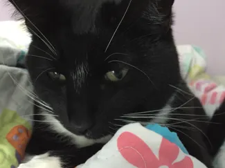 cat