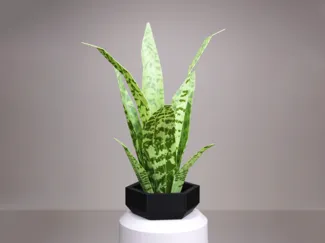 Low Poly Plant - Snake Plant