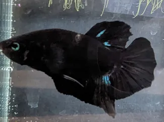 Beta Fisch Black