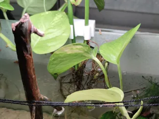 Aquarium Pothos Support