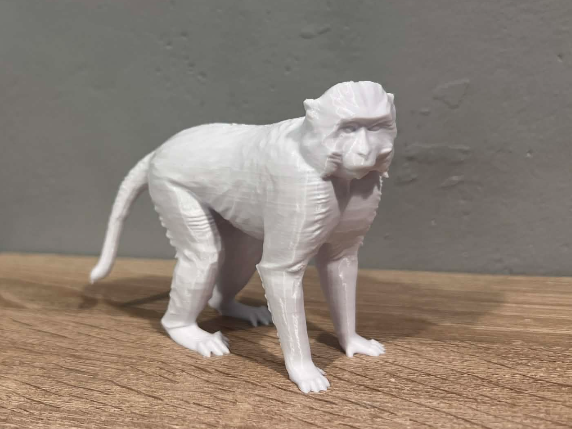 Macaque Monkey - Animal
