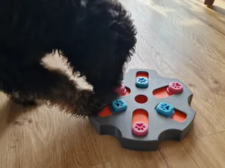 Hunde Intelligenzspielzeug  Level 2 