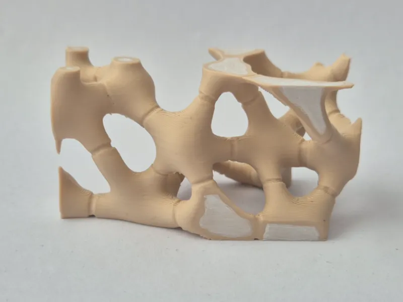 Actinenchyma plant tissue model.