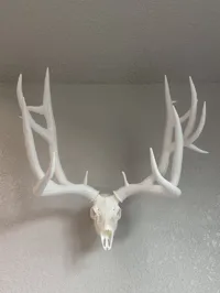Great Divide Mule Deer (50% Scale) H2C