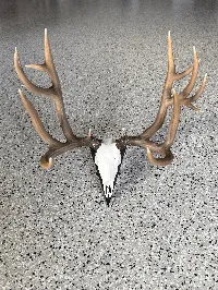 Great Divide Mule Deer (20% Scale) X1C