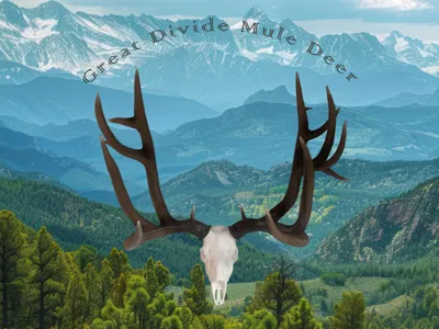 Great Divide Mule Deer Euro Skull Mount
