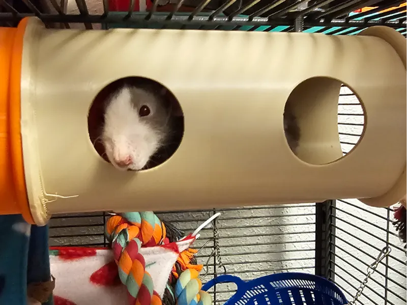 JRC - Modular Pet Tunnel V3