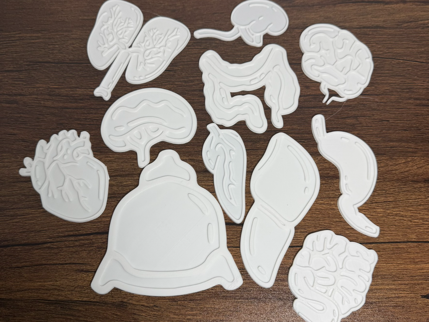 Print & Paint Human Organs Set (11pcs)