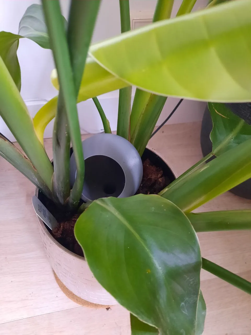 Self-Watering planter view 3