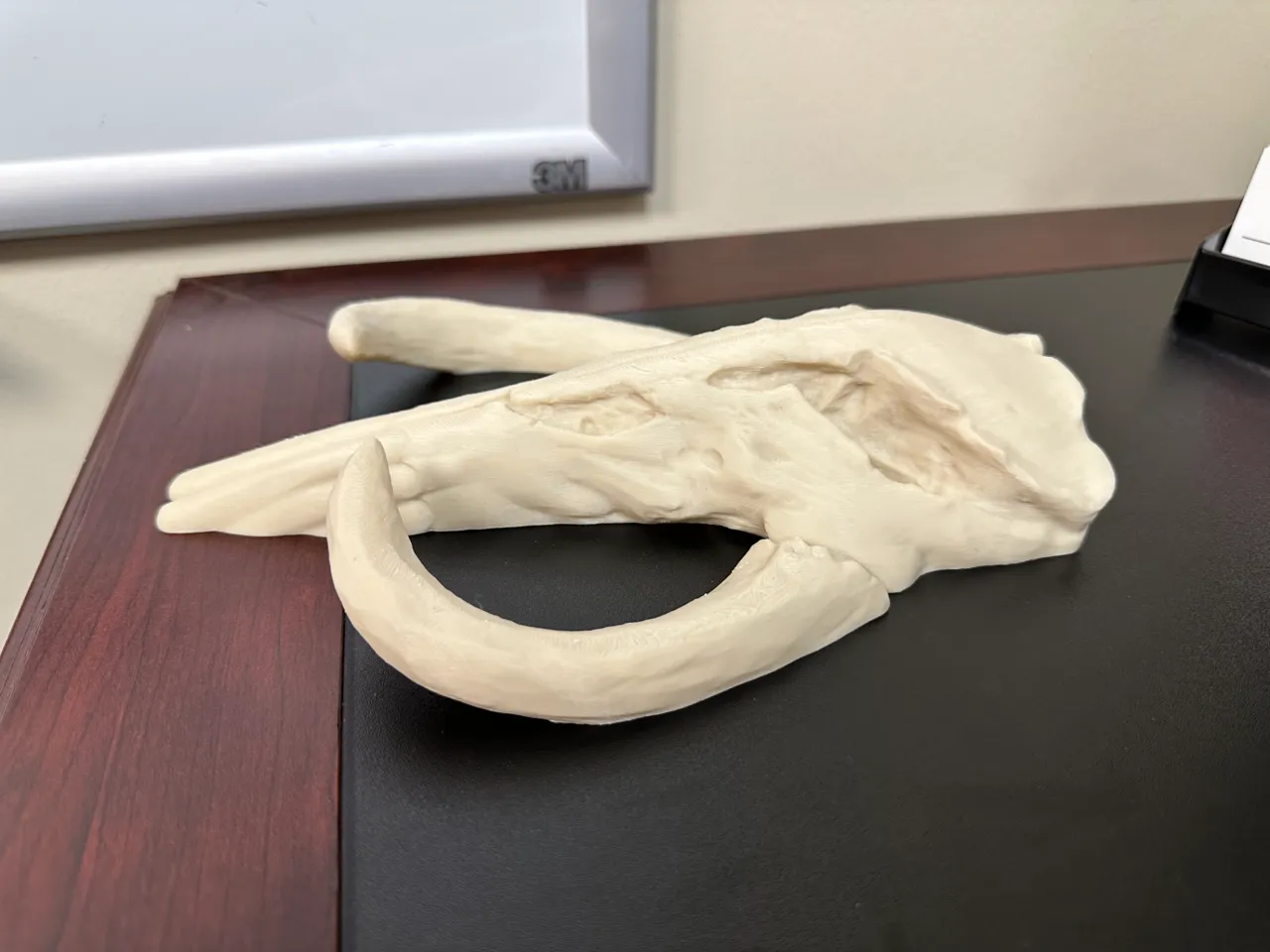 Mythosaur Skull Mandalorian view 2