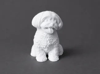 Maltese dog