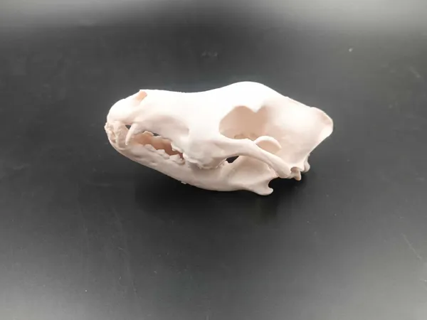 https://makerworld.bblmw.com/makerworld/model/US8637311e8421e3/design/2025-03-17_0694fb11a36fe.jpg