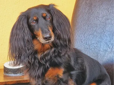 Longhaired Dachshund 