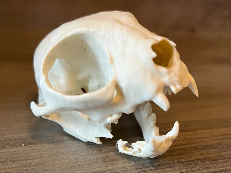 Feline Skull with Mandibular Mass