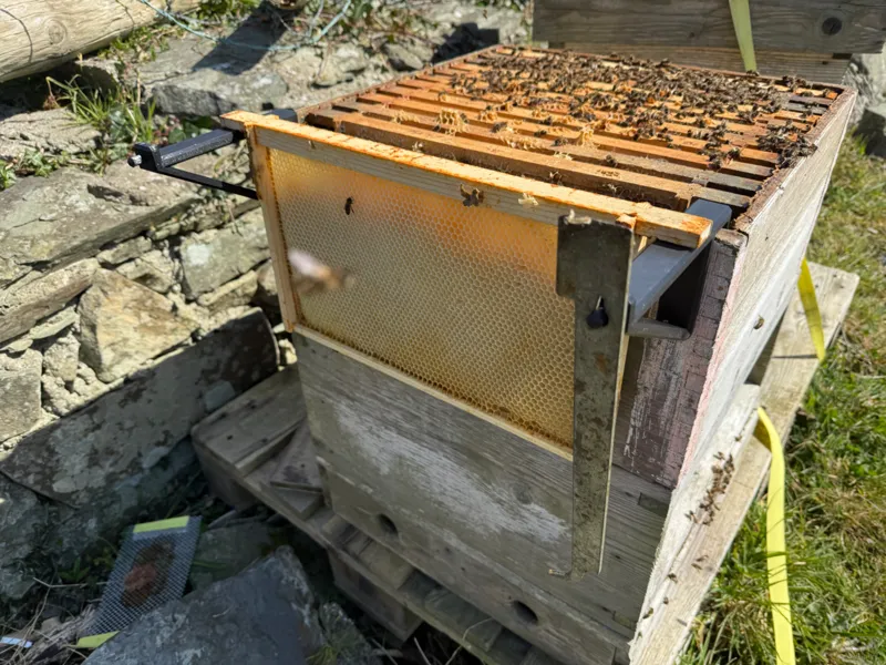 Bee Keeping Frame Rest / Holder