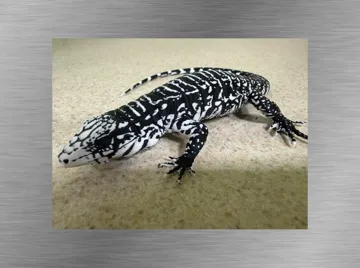 Figura decorativa: Black & White Tegu Lizard Ultra-Realistic figure — vista de referencia 3