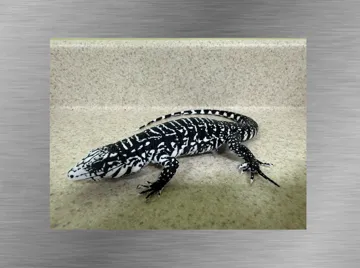 Figura decorativa: Black & White Tegu Lizard Ultra-Realistic figure — vista de referencia 5