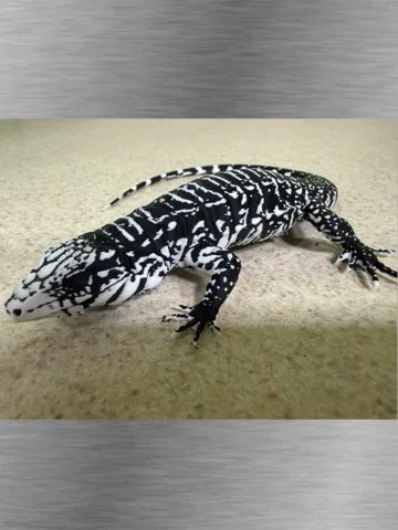 Figura decorativa: Black & White Tegu Lizard Ultra-Realistic figure — vista de referencia 2