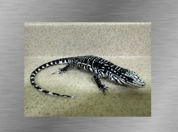 Figura decorativa: Black & White Tegu Lizard Ultra-Realistic figure — vista de referencia 4