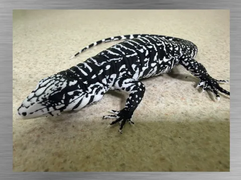 Figura decorativa: Black & White Tegu Lizard Ultra-Realistic figure — referencia de MakerWorld
