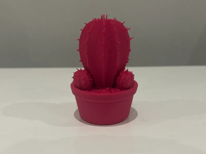 Callum The Cactus Buddy!