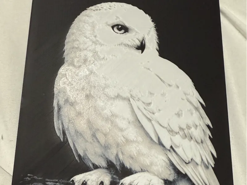 My owl