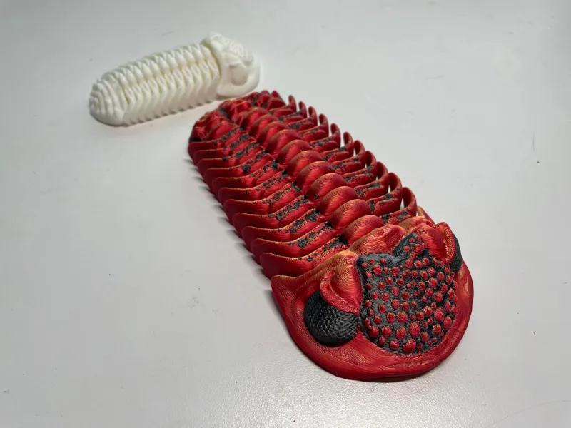 Trilobite-Phacopid sp.