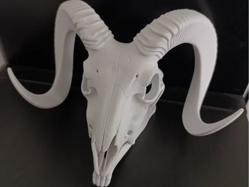 Mouflon skull
