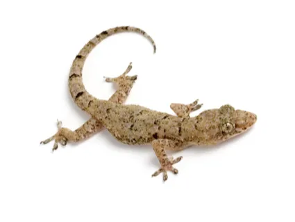Gecko
