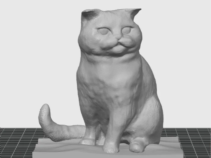 scottish fold