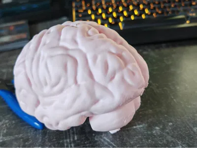 Brain