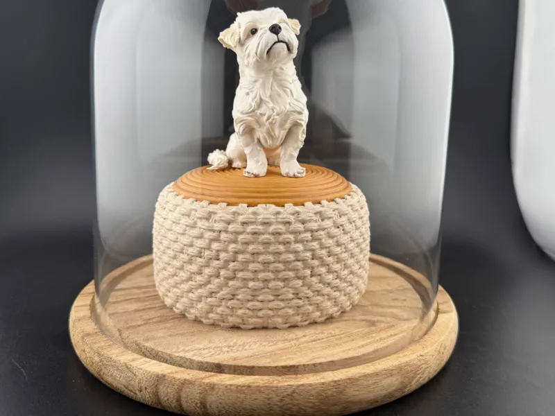 Maltese dog on the puff