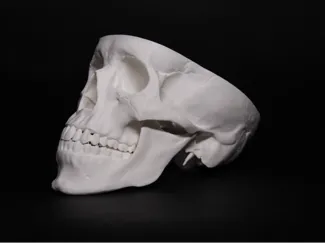 Anatomically correct skull for students