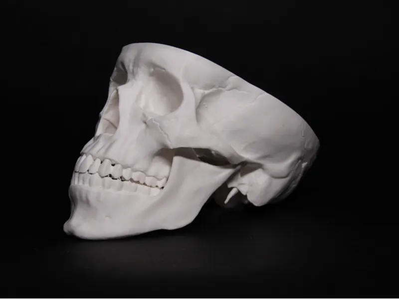 Anatomically correct skull for students