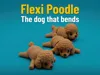 Poodle - 0.2mm layer, 2 walls, 15% infill